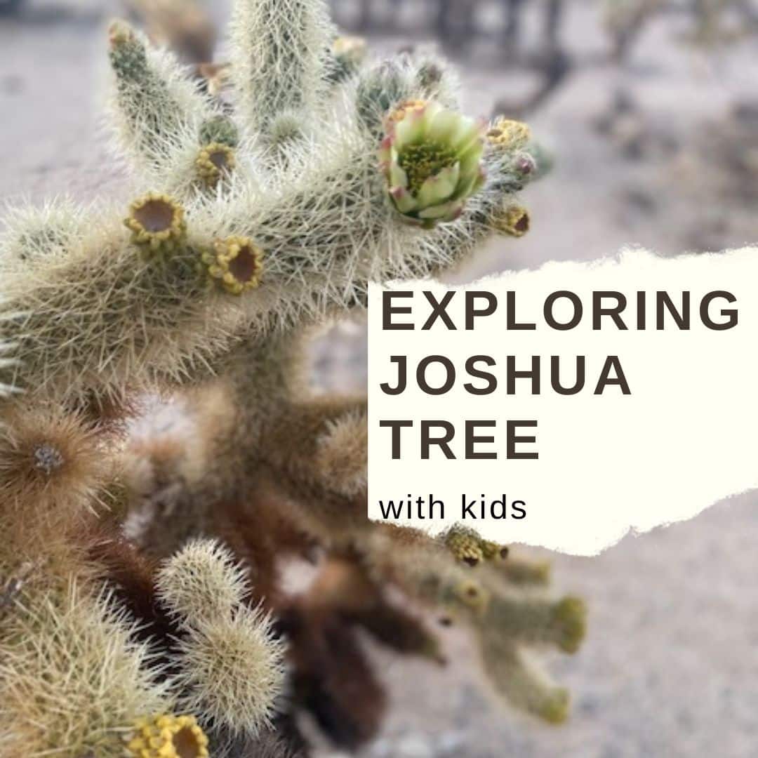 Exploring Joshua Tree with Kids