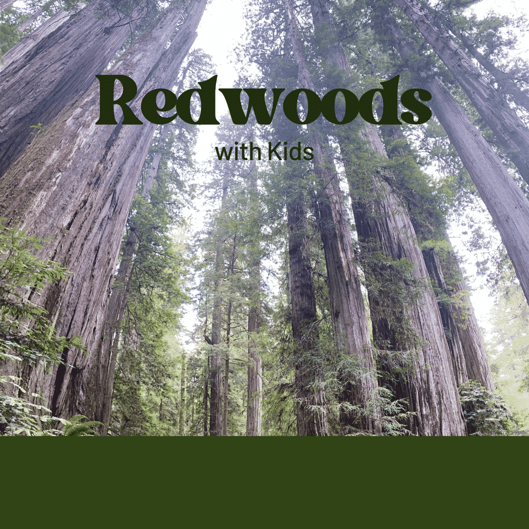 Exploring the Redwoods with Kids