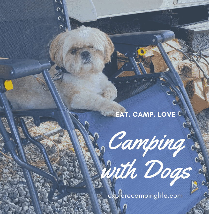 Best Tips for Camping with Dogs